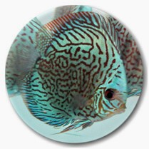 Brilliant Blue Mosaic Discus Fish 3-3.5 inch